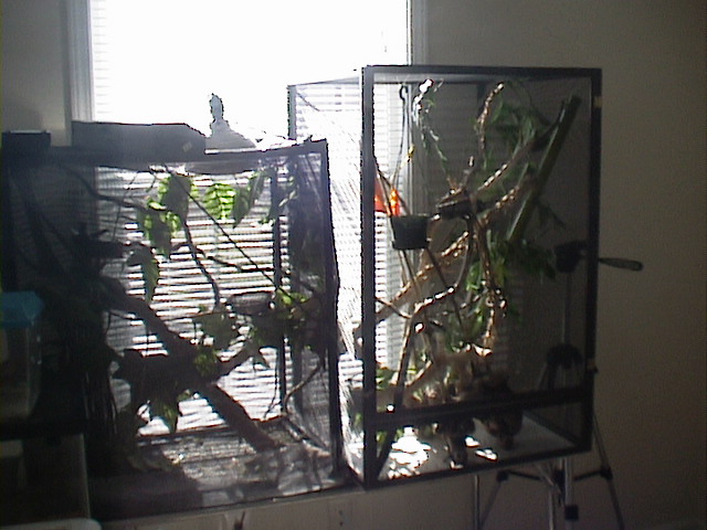 My cham cages