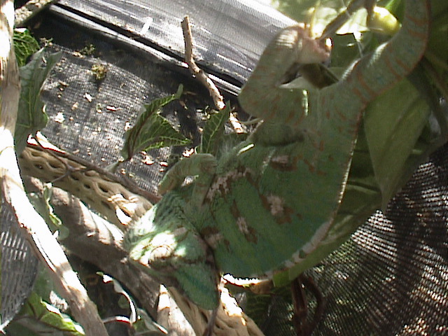 My female veiled