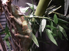 cham bamboo