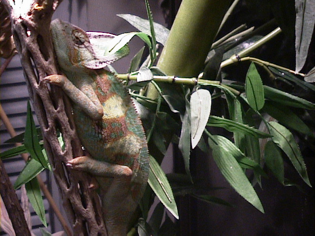 cham bamboo