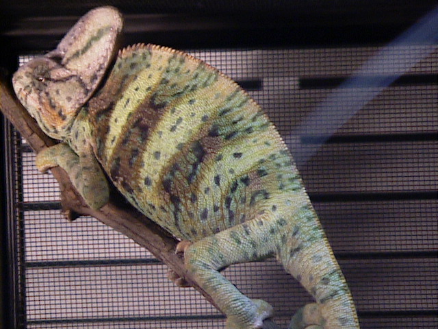 blue spotted veiled