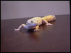 Hypo tangerine Leopard Gecko
