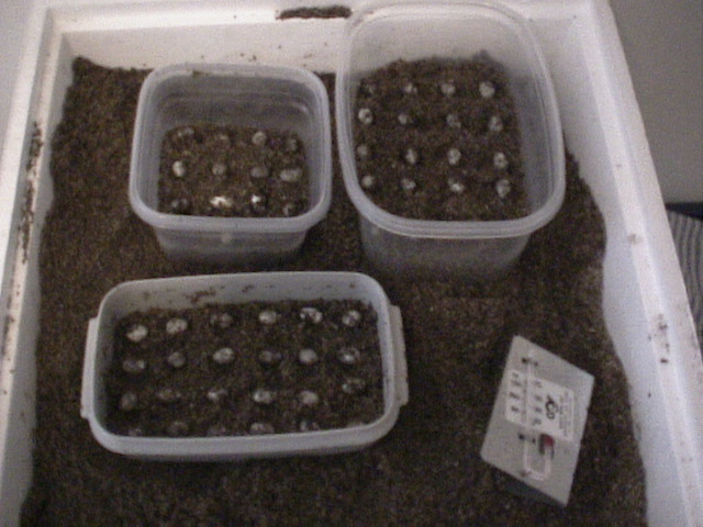 veiled eggs
