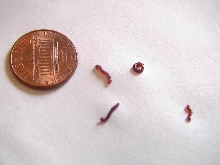 Worms found in pond