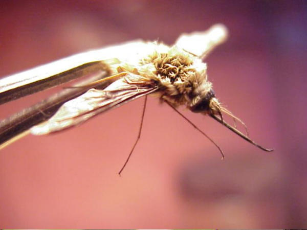 bee fly
