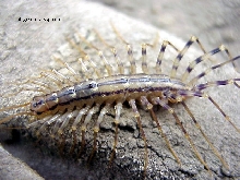 centi