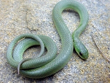 greenie