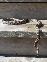 porch snake