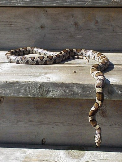 porch snake