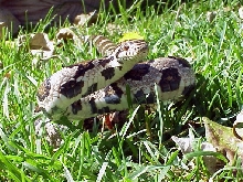 Niagara milk snake