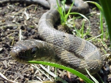 northern nerodia
