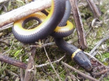 ringneck