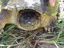 cute snappy