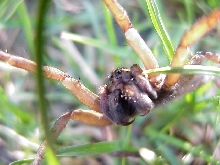 rabidhosa?