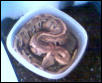Borneo Blood Python