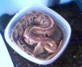 Borneo Blood Python
