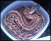 Borneo Blood Python