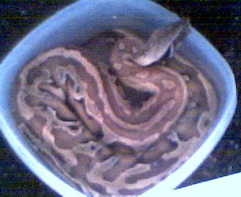 Borneo Blood Python