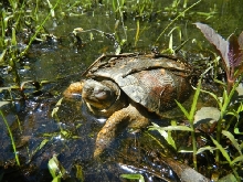 Wild Eastern Box Turtle Dozing in the Sun