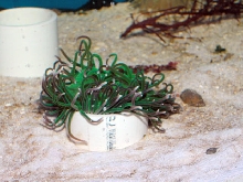 Saltwater - Austin Aquariums