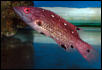 Saltwater Photos
