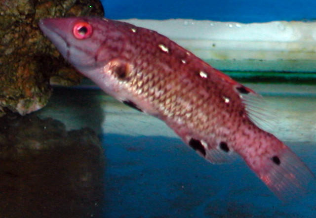 Saltwater Photos