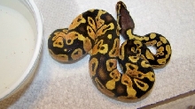 12 female pastel