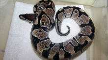 12 fm axanthic