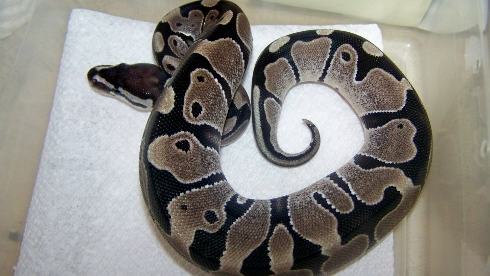 12 fm axanthic