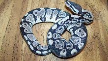 12 fm axanthic 66% ph snow