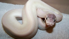 2012 male leucistic