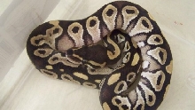 12 male mojave 1