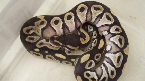12 male mojave 1