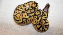 12 male super pastel