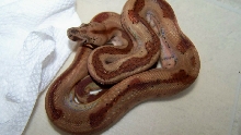 12 stripe hypo motley