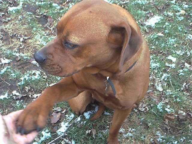 Brandee
