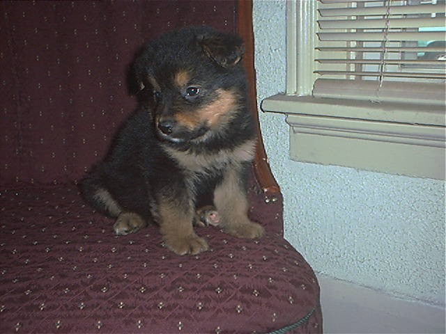 Chewie