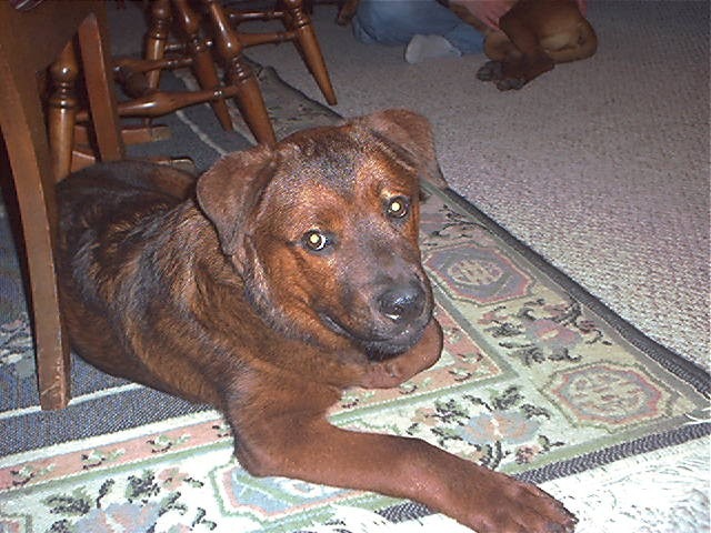 Teddy