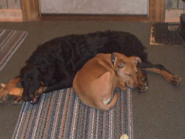 Indo & Kodia-Bear