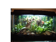 My Tree Frog Tank