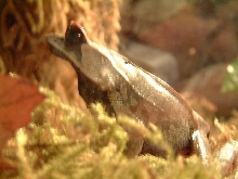 Malayan Horned Frog