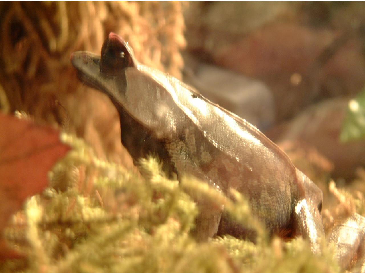 Malayan Horned Frog