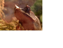 My Malayan Horned Frog :)