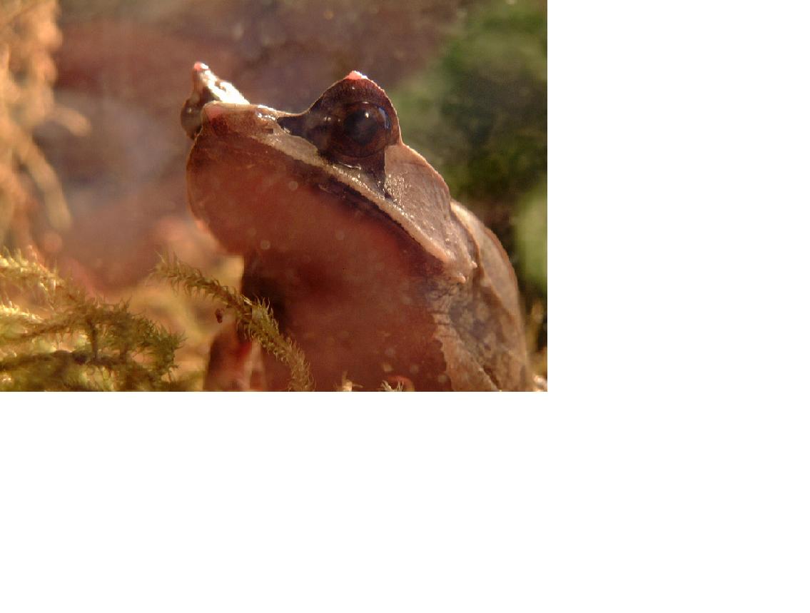 My Malayan Horned Frog :)