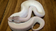 2012 m super mojave