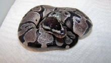 2012 male axanthic