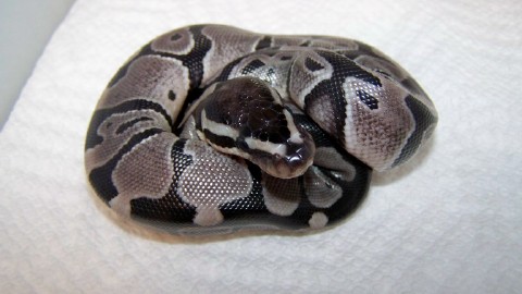 2012 male axanthic