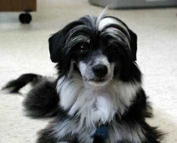 Tux