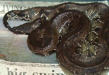 black blood female