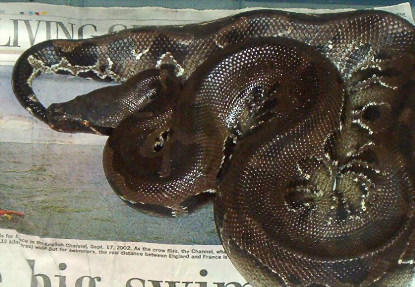 black blood female